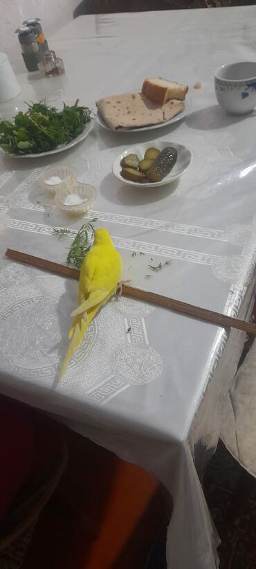 Digər quşlar: 1 aylıg qırmızı göz ələ öyrəşmiş quşdu
sumqayit — 3