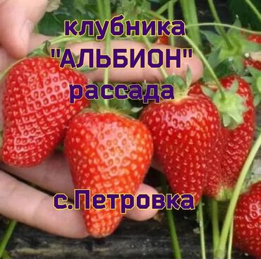 Фрукты и ягоды: Семена и саженцы Клубники