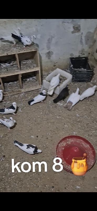 gence quşlar: Salam olsun hər kəsə 15 dənə tutulmadı kom sonu 8 manatdan Hövsanda — 1