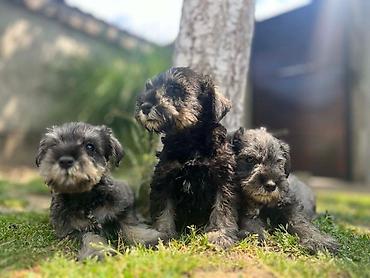 pas francuski buldog: Patuljasti Šnaucer Miniature Schnauzer STENCI PATULJASTOG — 1