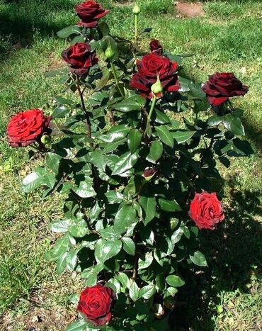 штамбовые розы: Атыр гул.роза гул.цветок адрес Жалал-абад. сорт(чёрный