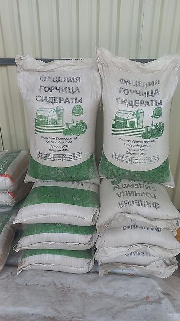 Кукуруза: Жүгөрү үрөндөр сатылыт Семена Кукурузы Ала-Тоо Манас Чуй-62 Будан — 16