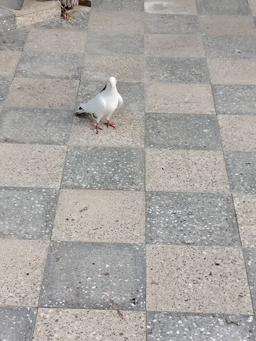 Göyərçinlər: Məhsul: Bəzək və uçuş üçün göyərçinlər Təsvir:salam. 4 eded goyercin — 4