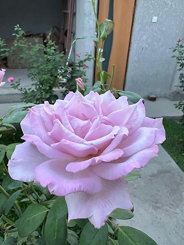 Роза: Саженцы — 15