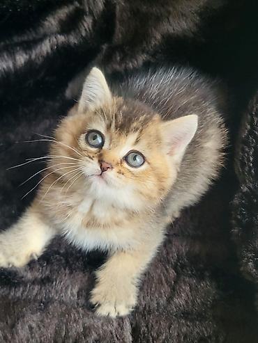 Pişiklər: Şinşilla, Dişi — 2