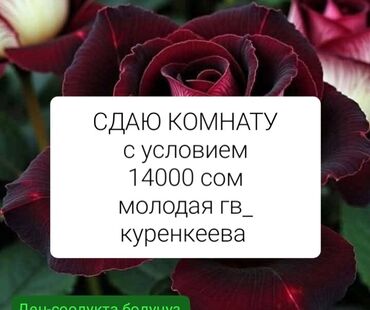 квартиры под аренду: 14 м², 1 комната