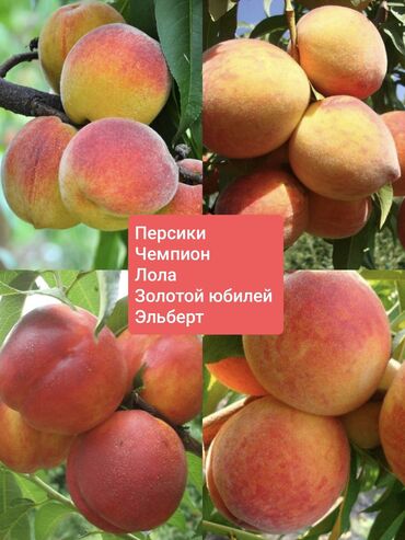 купить кресло кровать в бишкеке: Саженцы персика 4 сорта. Вотсап