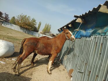 продаю дойных коров: Продаю | Жеребенок | Конный спорт