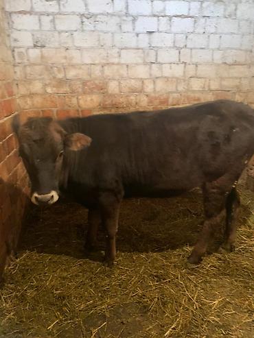 Коровы, быки: Продаю | Тёлка | Швицкая — 8