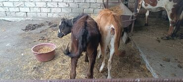 Saturn: Iki dənə dişi dana bir dene erkek disi danalar cut 2400manat erkek