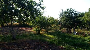 yeni emlak kiraye: 8000 sot, Tikinti, Mülkiyyətçi, Kupça (Çıxarış) — 4