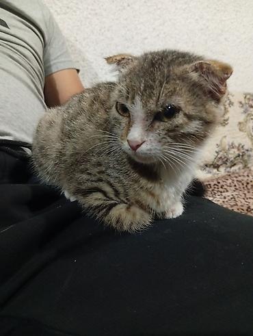 животные домашние: Американская короткошёрстная, 2 месяца, Девочка — 8