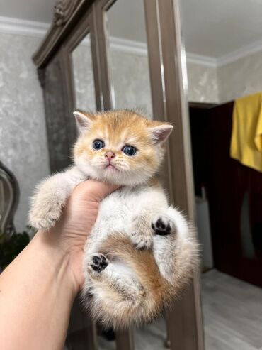 персидский кот цена: Предварительному резервному бронированию выставляется чистокровный