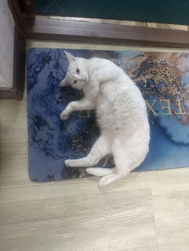 продается кошка: Кошка даром: Беспородная, 2 года, Девочка, Приучена к лотку