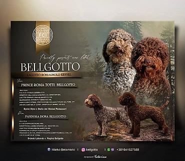psi stenci prodaja: Sa ponosom predstavljamo novo leglo štenaca Lagoto Romanjolo — 5