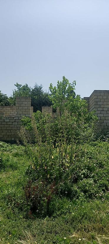 Torpaq sahələrinin satışı: 5 sot, Tikinti, Mülkiyyətçi, Kupça (Çıxarış) — 3