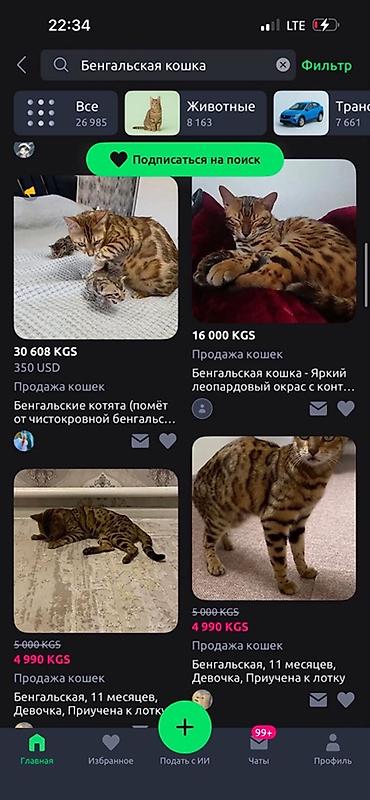 бенгальские коты: Котёнок с ярким пятнистым окрасом (табби/леопард). Активный — 7
