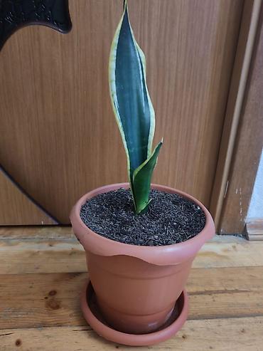 gence baki: Sansevieria (Qayın dili) – saksı bitkisi - Növ: Sansevieria — 3