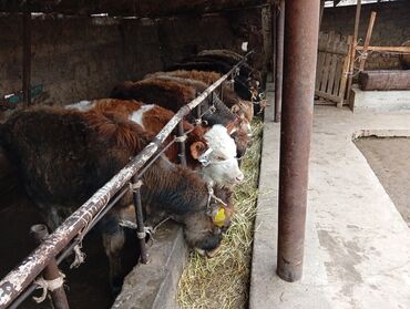 Коровы, быки: Продаю | Бык (самец) | На откорм — 3