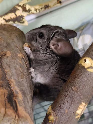 Шиншиллы: Шиншиллы домашнего разведения. 16 марта 2026 им исполняется 3 месяца — 5