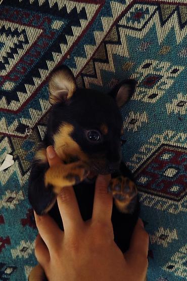 it pudel: Miniatür pinçer, 3 ay, Erkək — 3