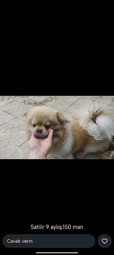 it baytari: Pekines, 9 ay, Erkək, Peyvəndli, Pulsuz çatdırılma — 1