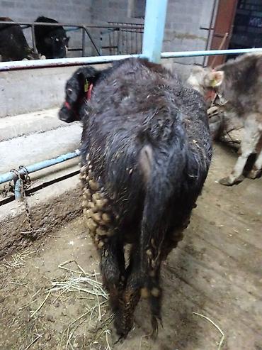 Коровы, быки: Продаю | Бык (самец) | На откорм | Привязанные — 11