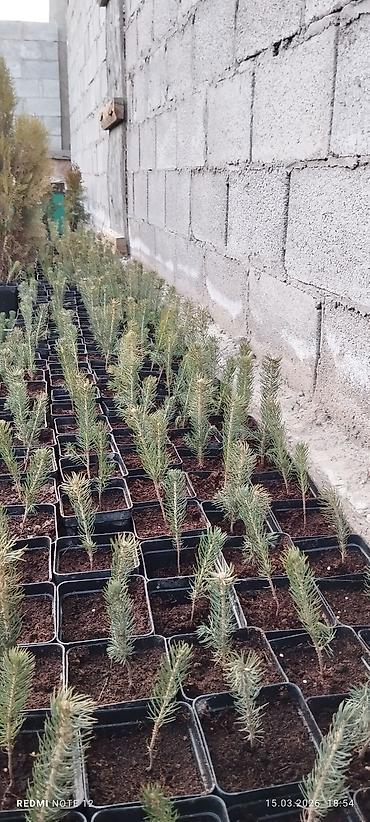 Ель: Голубой ел көчөттөрү . 600 шт даяр горошокто . 350 сомдон . баарын at lalafo.kg — 2 Ель: Голубой ел көчөттөрү . 600 шт даяр горошокто . 350 сомдон . баарын — 2