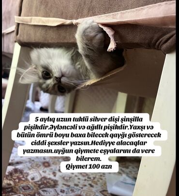 İtlər: Şinşilla, Dişi