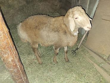 Баран, овца: Продаю | Баран (самец) | Арашан | Для разведения | Осеменитель — 3