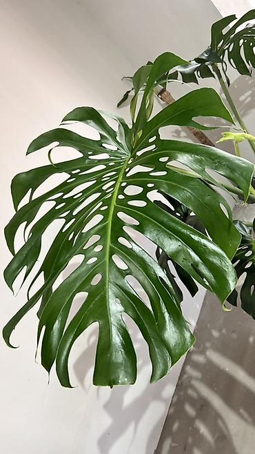 деликатесы: Монстера делициоза (Monstera deliciosa), крупное взрослое комнатное — 4