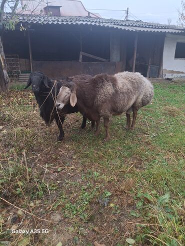 домик для животных: Продаю | Баран (самец) | Для разведения