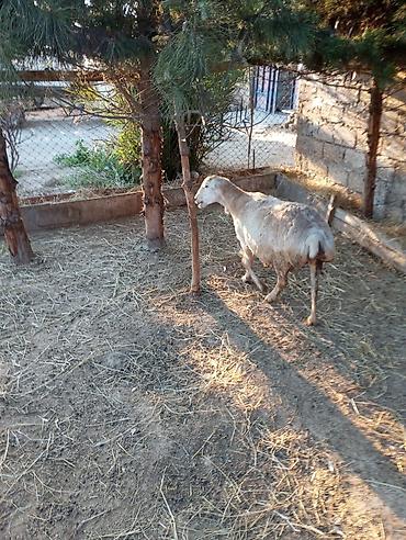avçarka bala: Qoyunlar – yerli quyruqlu cins - Şəkillərdə görünən ana qoyunlar — 1
