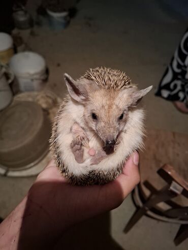 Gəmiricilər: Afrika cırtdan kirpisi (hedgehog) - Növ: Afrika cırtdanı (pet kimi — 4