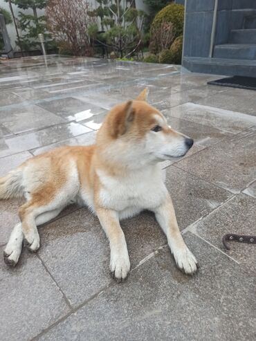 лысые собаки: Пропала собака породы Сиба Ину, по кличке Чаки, кобель, кастрирован