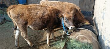 коровы животные: Сатам | Музоо | Швиц, Монбельярд | Бордоп семиртүү үчүн | Байланган