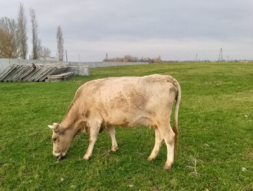 купить корову в бишкеке: Продаю | Корова (самка) | Для разведения, Для молока