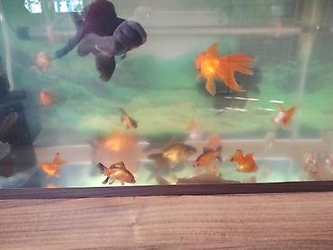 Balıqlar: Oranda, Ünvandan götürmə -da lalafo.az — 3 Balıqlar: Oranda, Ünvandan götürmə — 3
