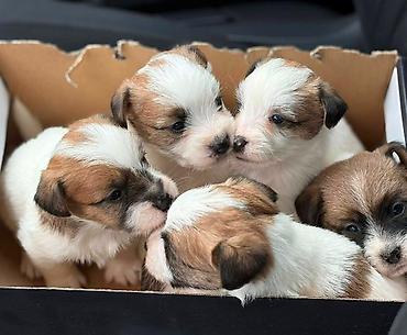 Psi: Oštrodlaki Džek Rasel terijer (Jack Russell Terrier) štenci — 11