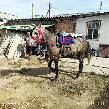 А/ч жаныбарларын сатам: Сатам | Байтал | Аргын | Көбөйтүү үчүн | Асыл тукумдуу — 10