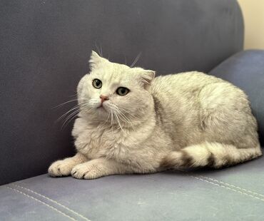 кот рыжий: В поисках дома молодой, кастрированный котик. По характеру ласковый и