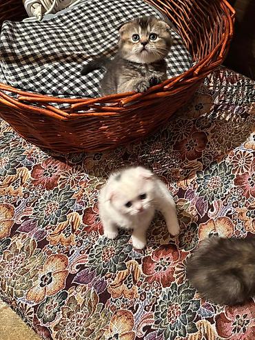 Pişiklər: Şotland, Erkək, Dişi -da lalafo.az — 10 Pişiklər: Şotland, Erkək, Dişi — 10