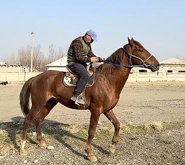 Лошади, кони: Продаю | Конь (самец) | Рабочий — 11