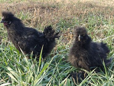 Куры, петухи: Продаю | Куры | Для разведения — 4