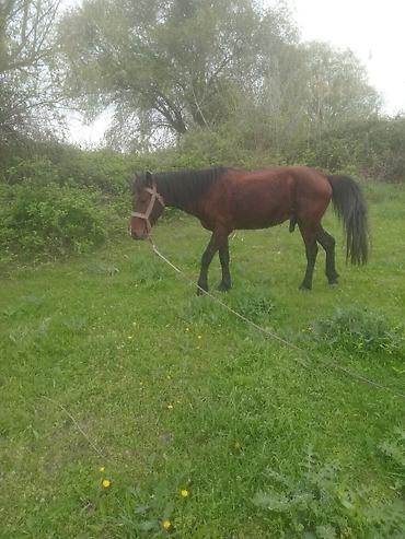 Atlar: Erkək, il: 5, Ünvandan götürmə — 2