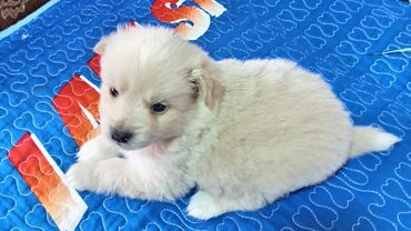 İtlər: Şpitz, 1 ay, Dişi