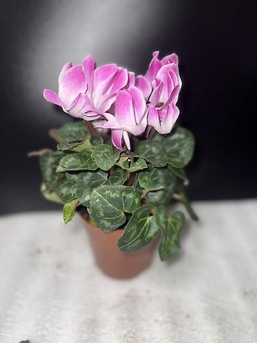 Антуриумы: Антуриум (Anthurium andreanum) в горшке - Компактное комнатное — 10