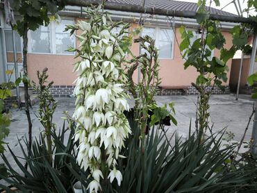 Продажа домов: Дом, 1441 м², 8 комнат — 39