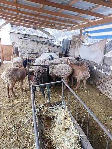 Баран, овца: Продаю | Овца (самка) | Для разведения | Матка — 5
