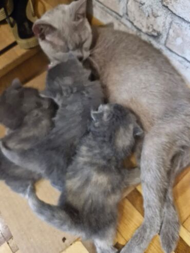 Pişiklər: Britan, Dişi, Yaxşı əllərə, Pulsuz çatdırılma — 14